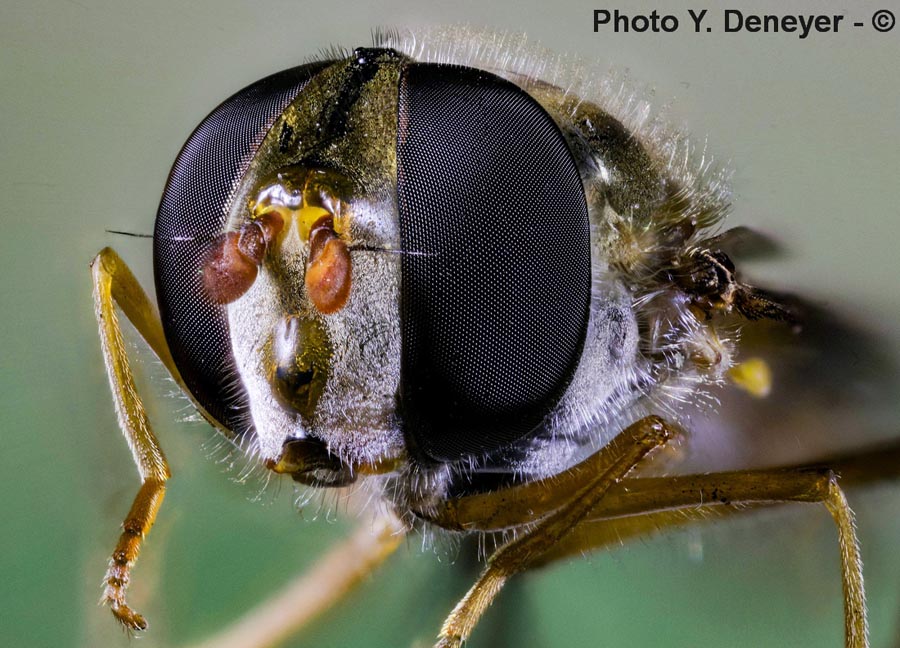 Têtes et yeux d'insectes