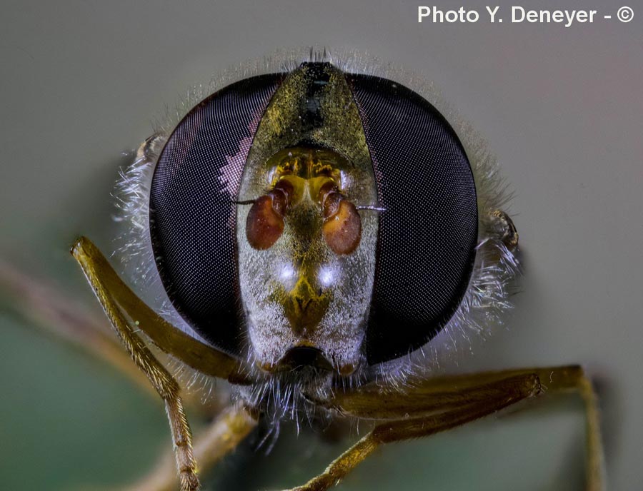 Têtes et yeux d'insectes