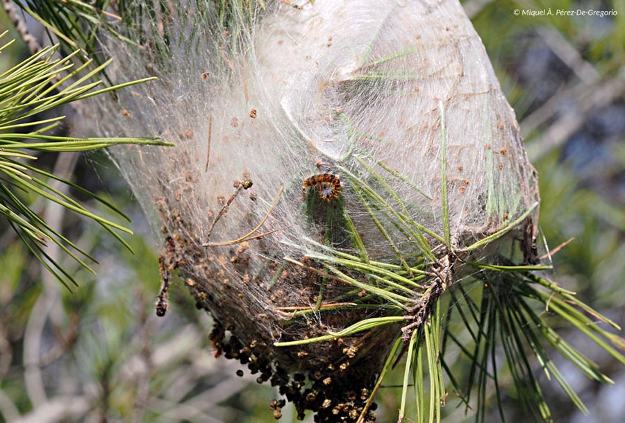 Thaumetopoea pityocampa (processionnaire du pin)