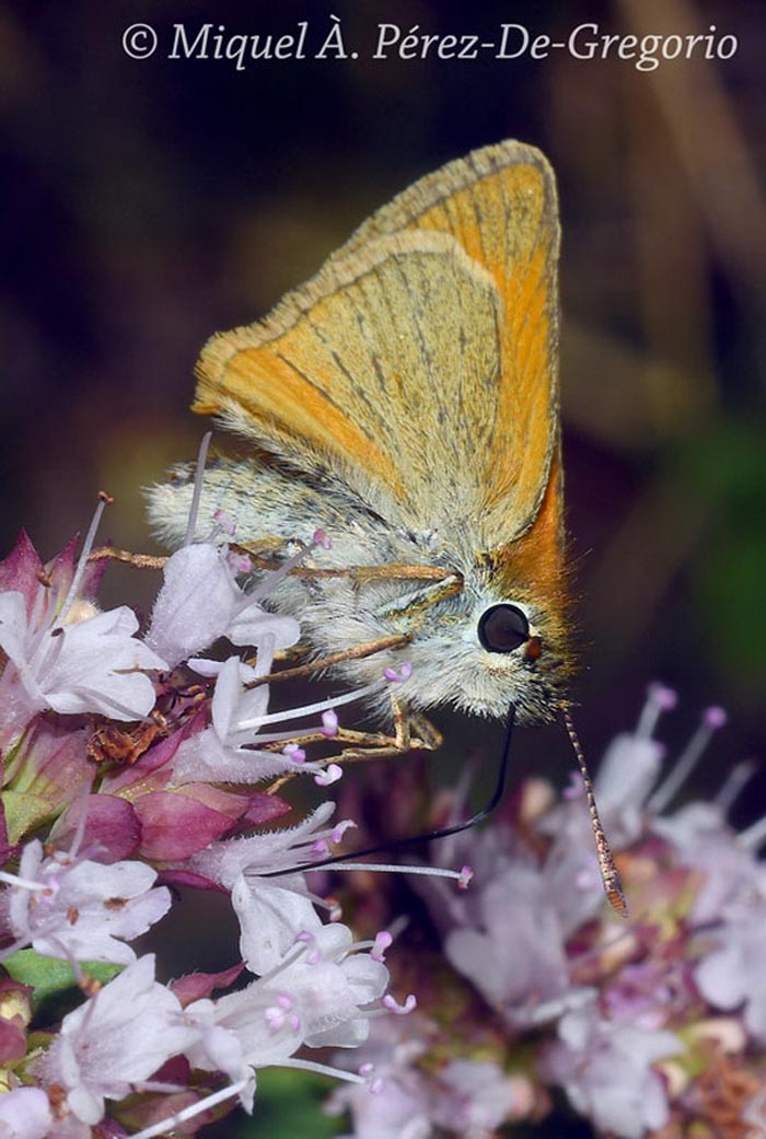 Thymelicus sylvestris