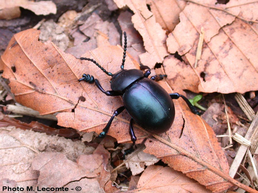 Timarcha tenebricosa