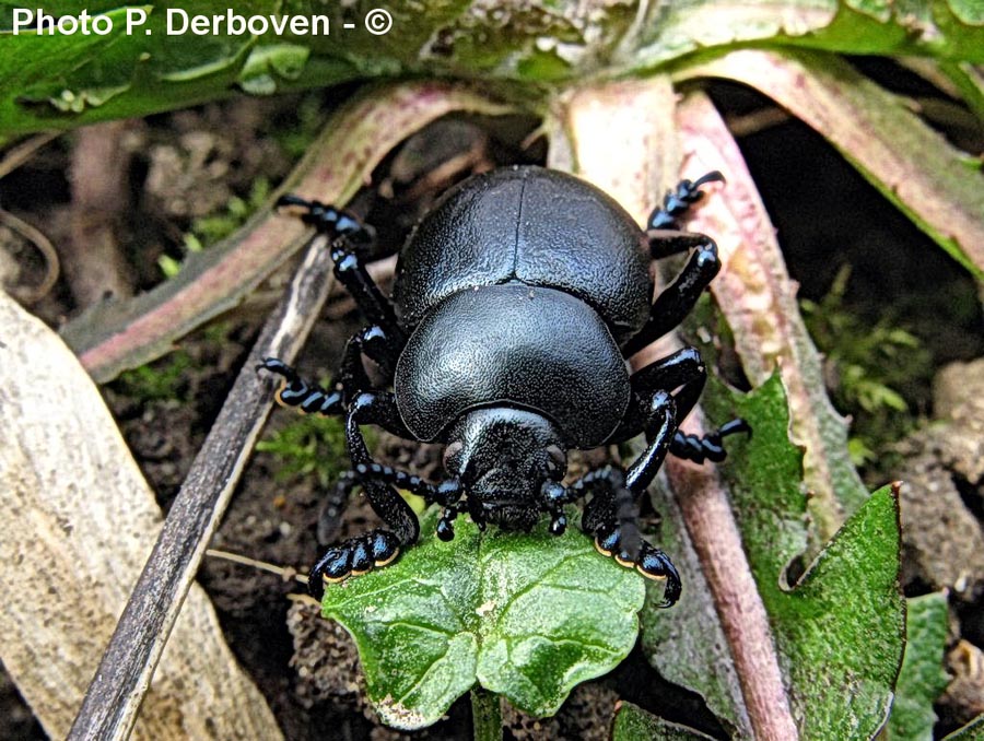 Timarcha tenebricosa