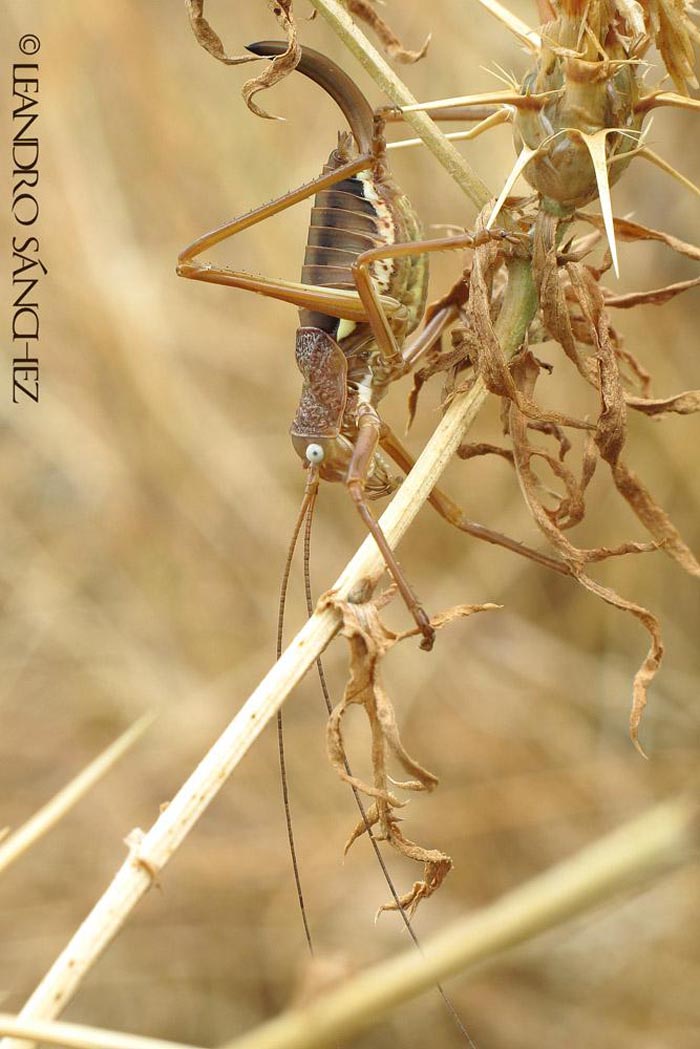 Uromenus rugosicollis