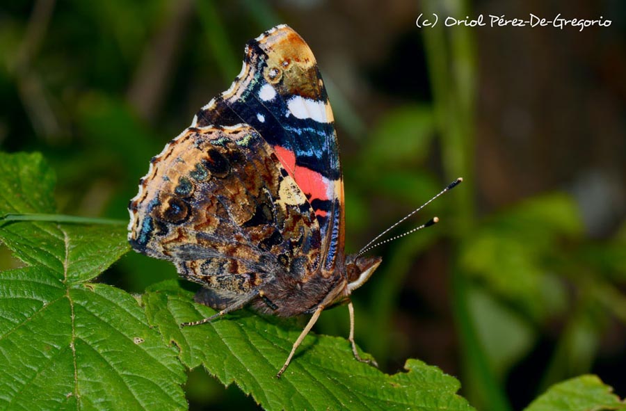 Vanessa atalanta