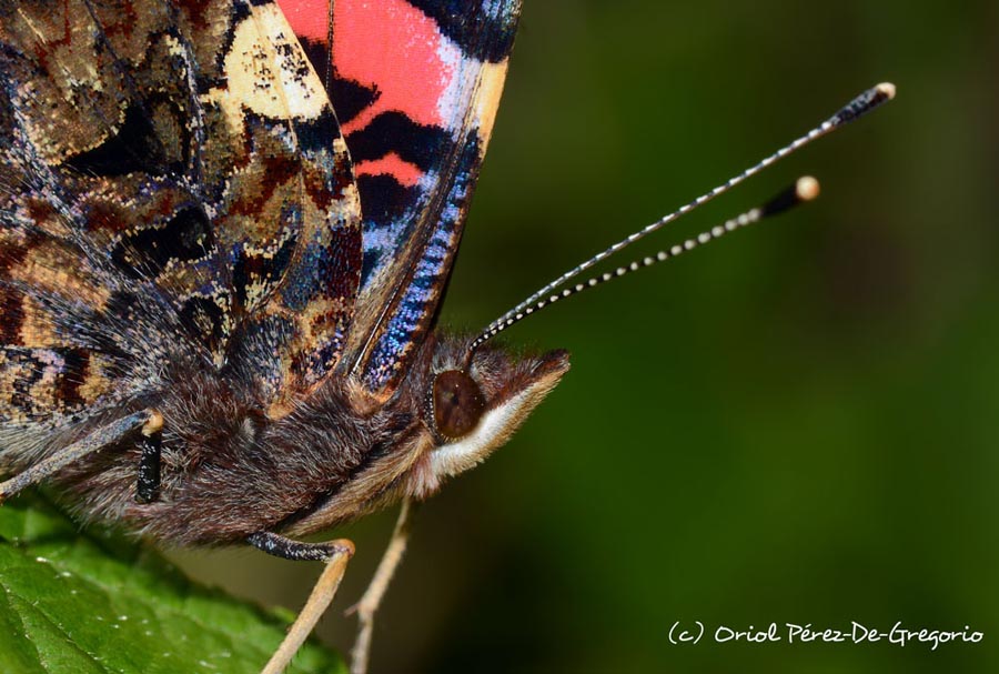 Vanessa atalanta