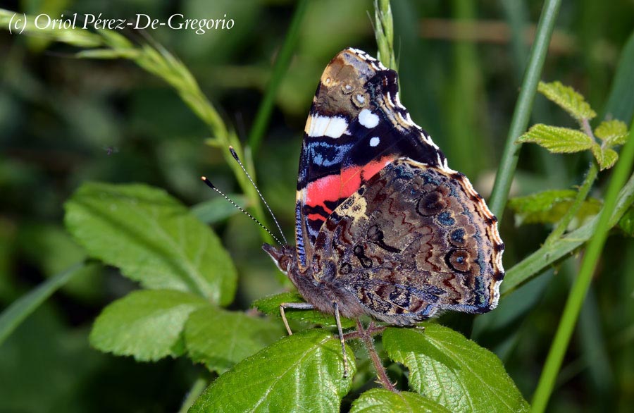 Vanessa atalanta