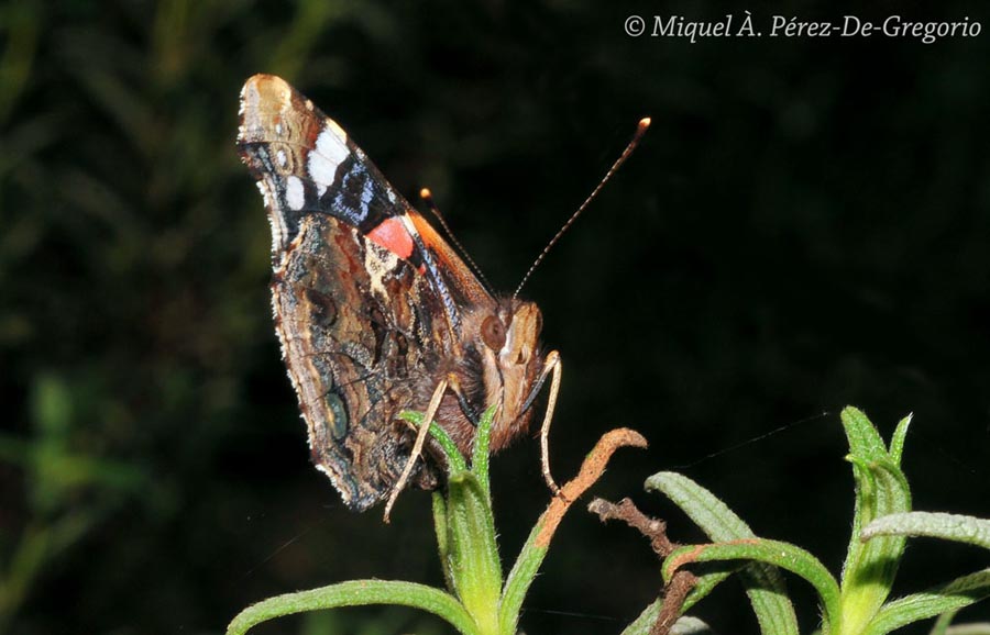 Vanessa atalanta