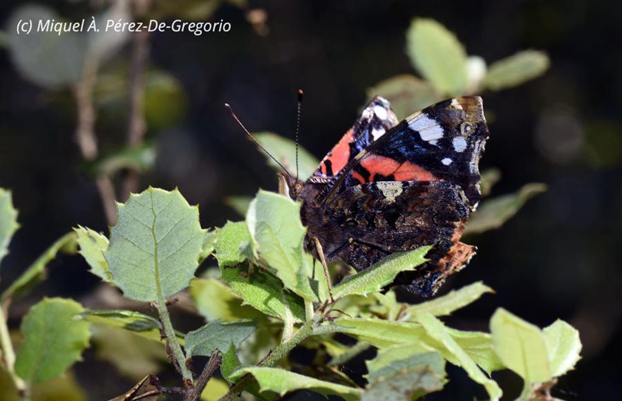 Vanessa atalanta