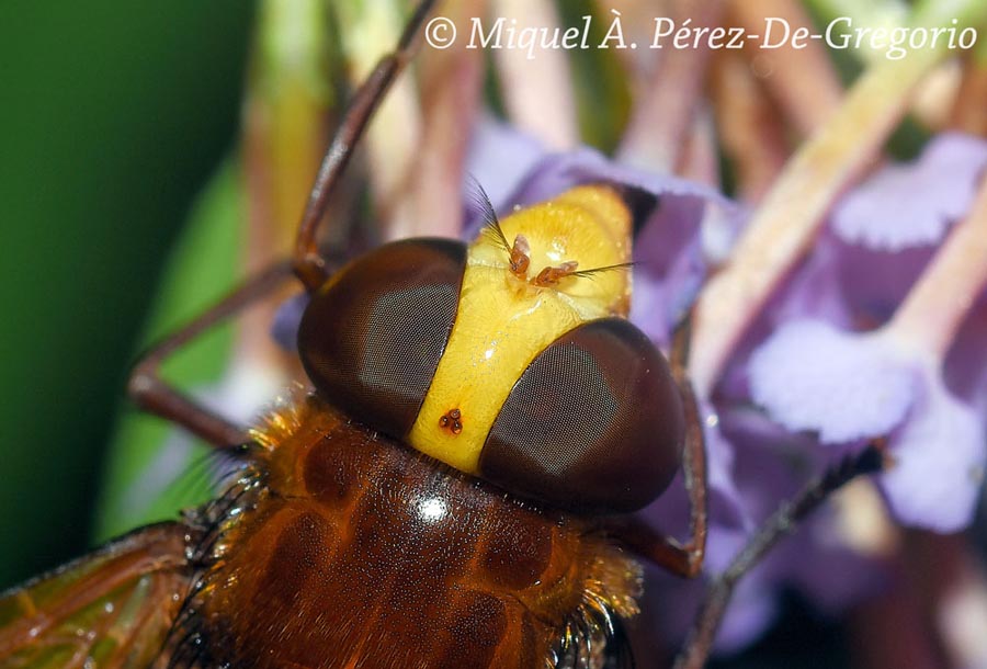 Volucella zonaria