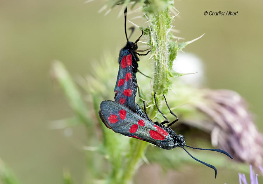 Zygaena filipendulae