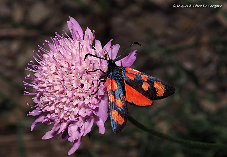 Zygaena transalpina