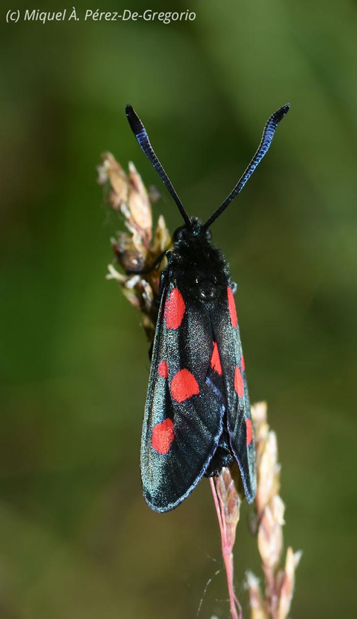 Zygaena trifolii