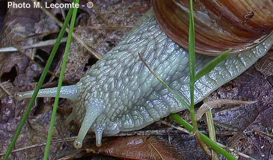 Helix pomatia