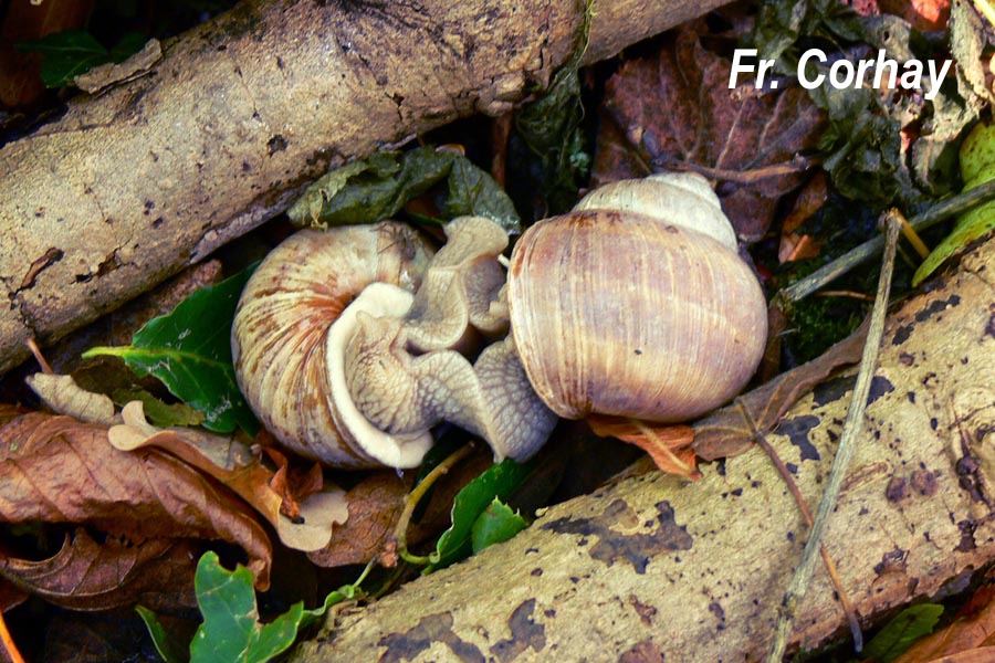 Escargot - reproduction (F. Corhay)