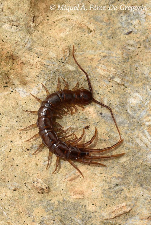 Scolopendra cingulata