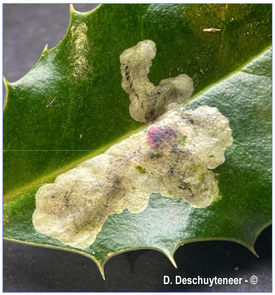 Phytomyza ilicis