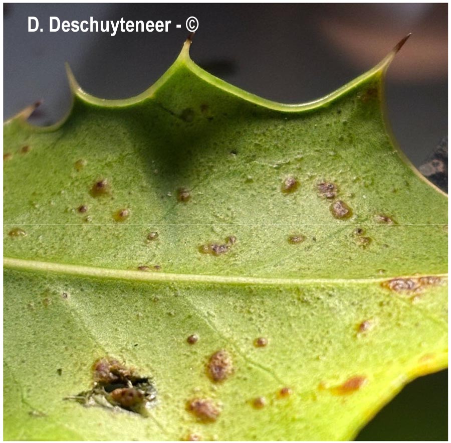 Phytomyza ilicis