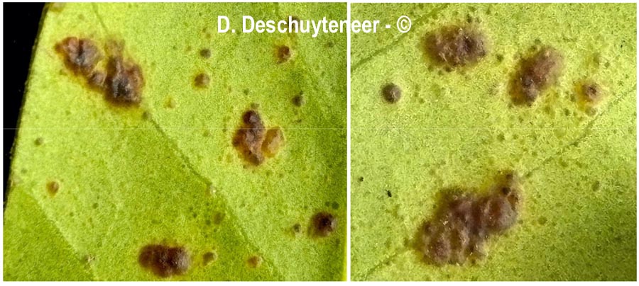 Phytomyza ilicis