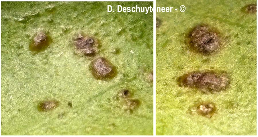 Phytomyza ilicis