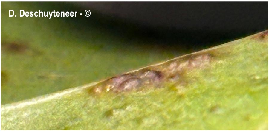 Phytomyza ilicis
