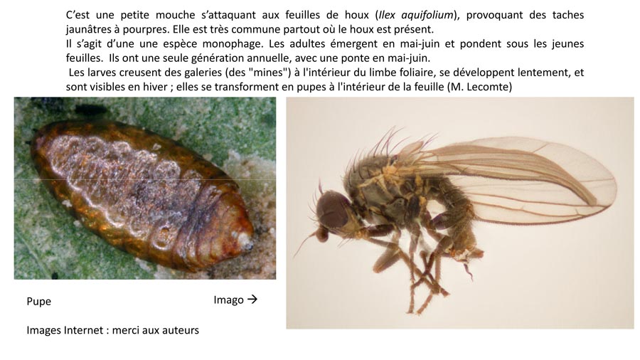 Phytomyza ilicis