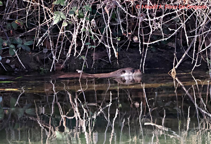  Lutra lutra (loutre d'Europe)