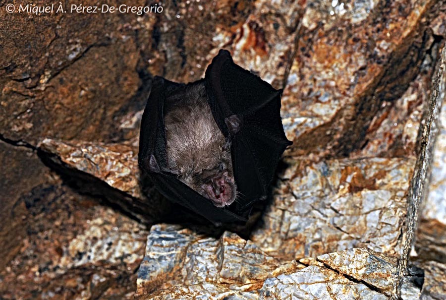 Rhinolophus ferrumequinum (grand rhinolophe) (M. Pérez De Gregorio)