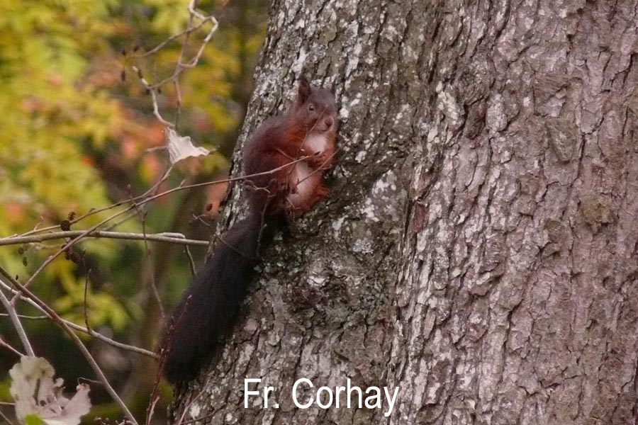 Sciurus vulgaris