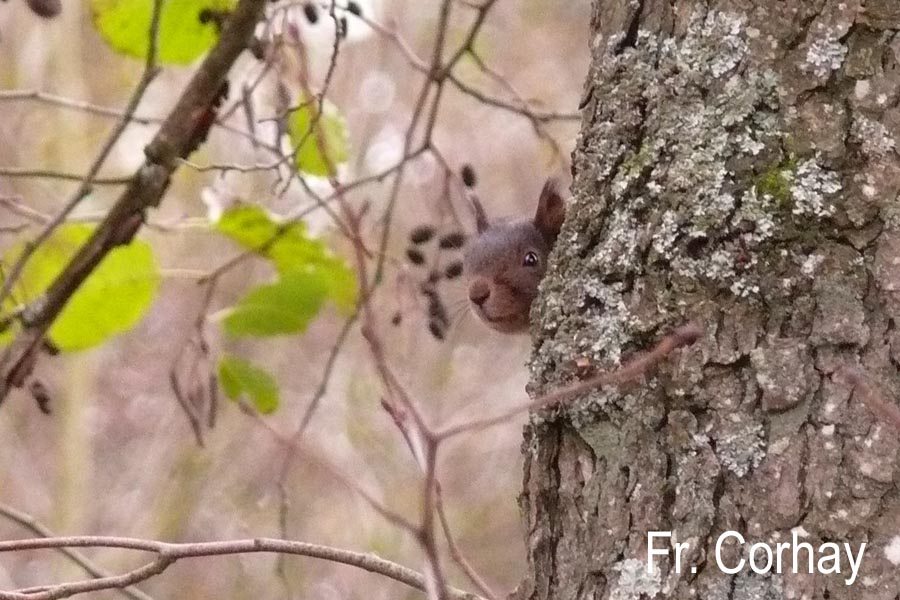 Sciurus vulgaris