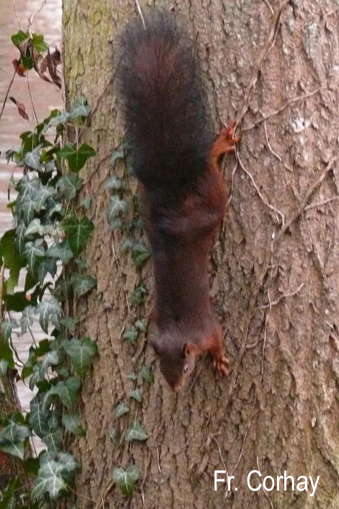 Sciurus vulgaris