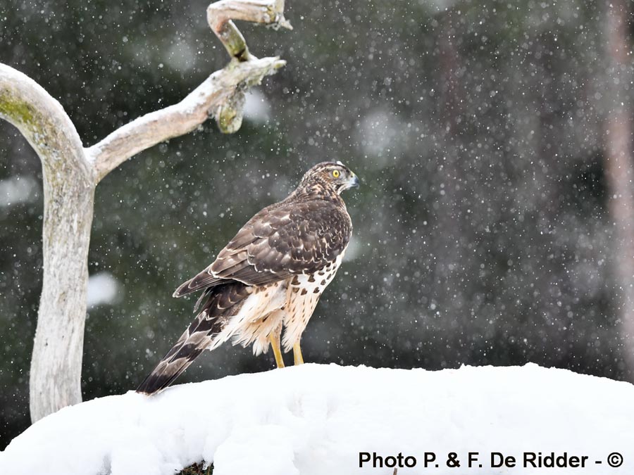 Accipiter gentilis