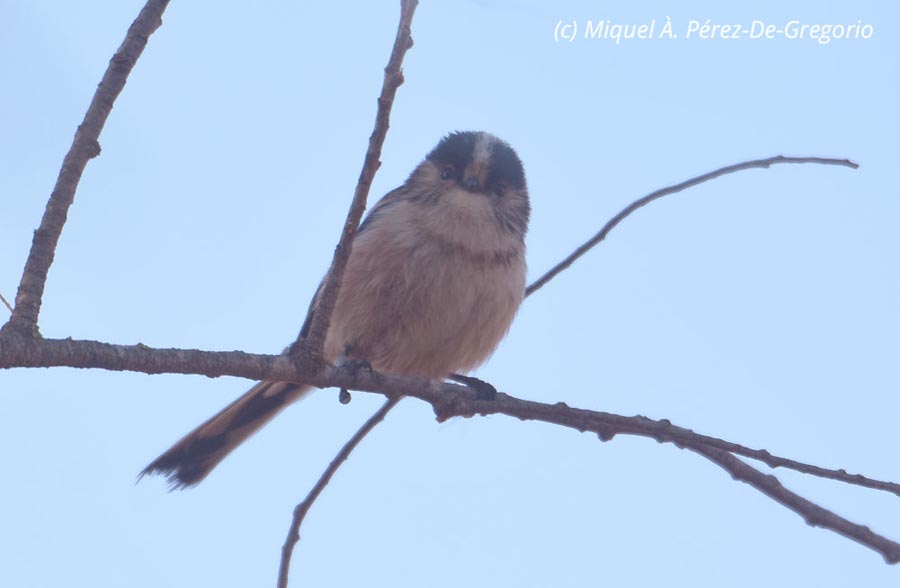 Aegithalos caudatus