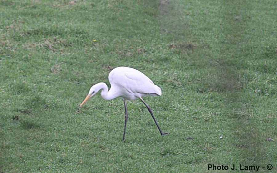 Casmerodius albus