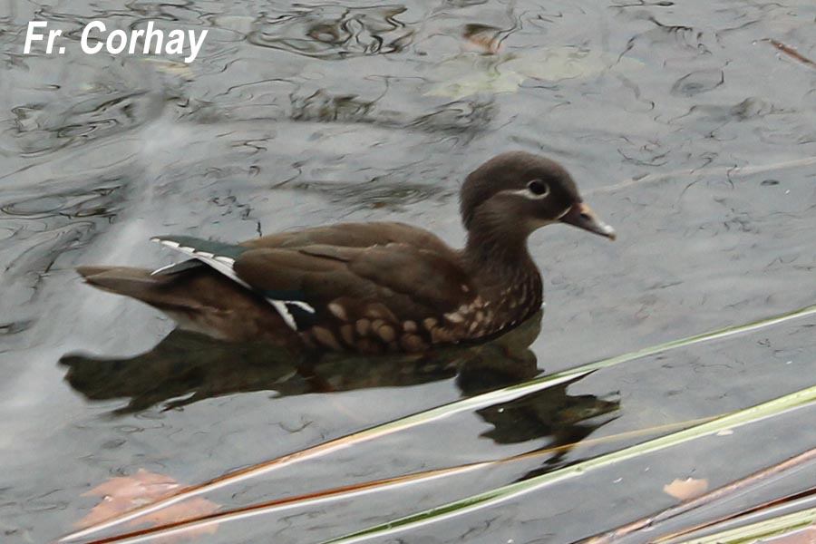Aix galericulata (canard mandarin) 