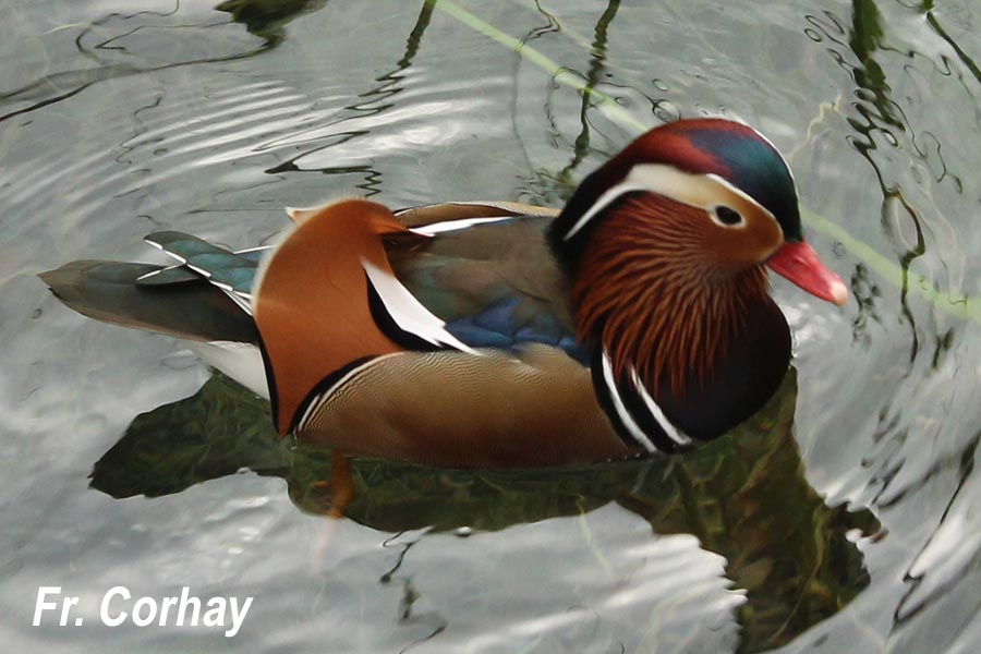 Aix galericulata (canard mandarin) 