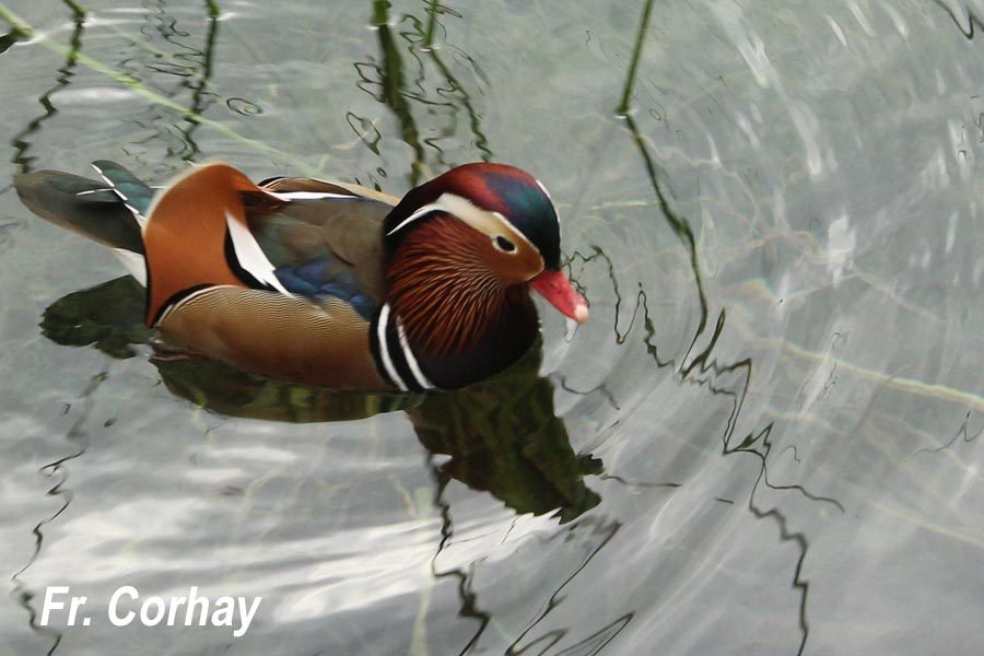 Aix galericulata (canard mandarin) 