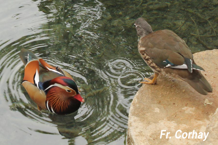 Aix galericulata (canard mandarin) 
