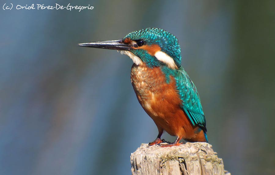 Alcedo atthis