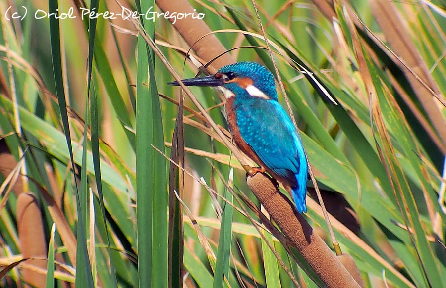 Alcedo atthis