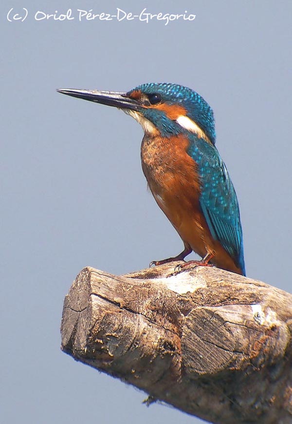 Alcedo atthis