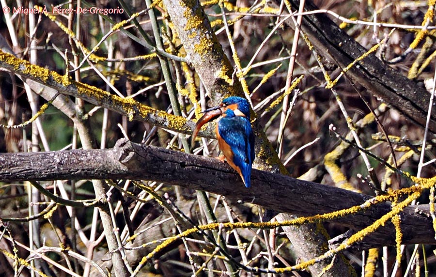 Alcedo atthis