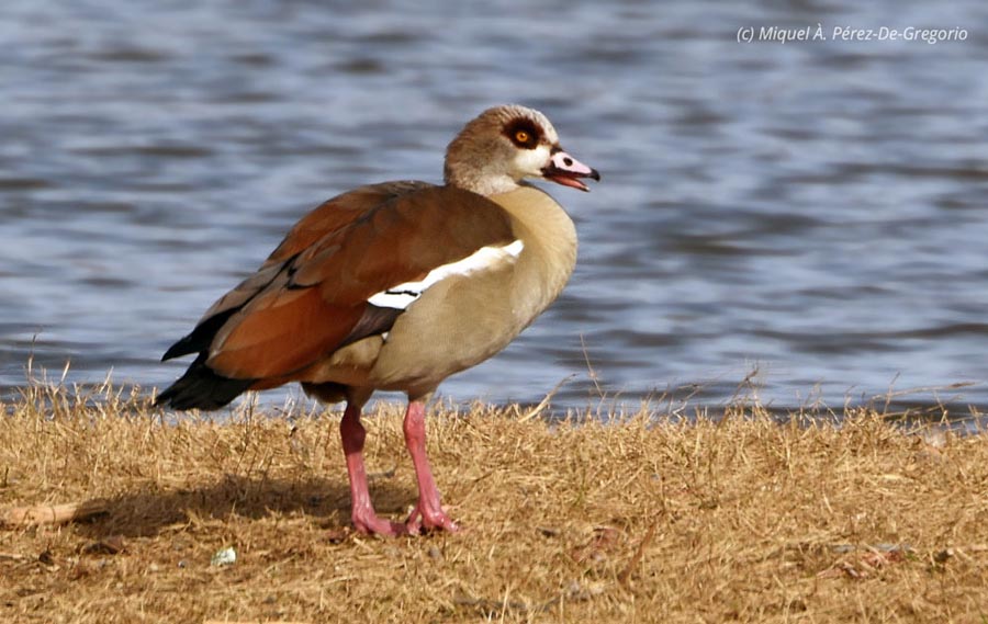 Alopochen aegyptiacus (= Alopochen aegyptiaca)