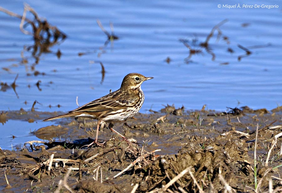 Anthus pratensis