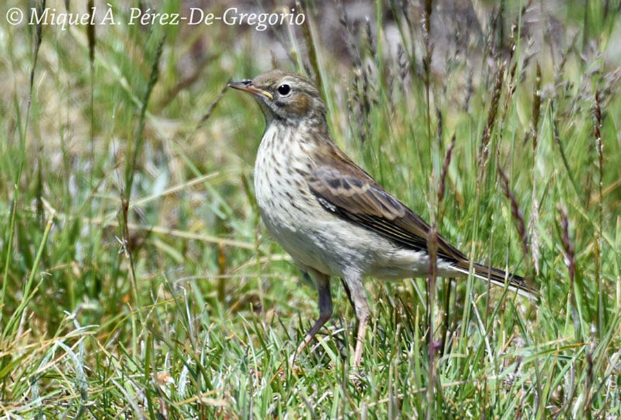 Anthus spinoletta