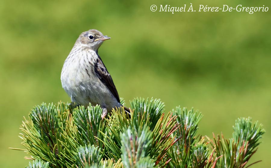 Anthus spinoletta