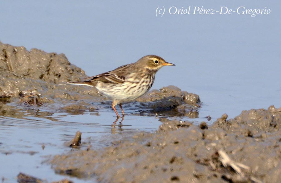 Anthus spinoletta