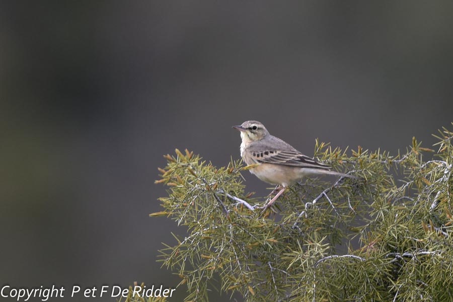 Anthus spinoletta