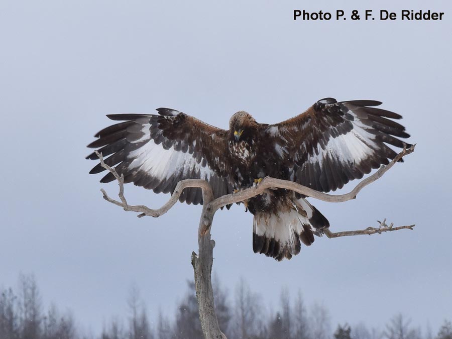 Aquila chrysaetos