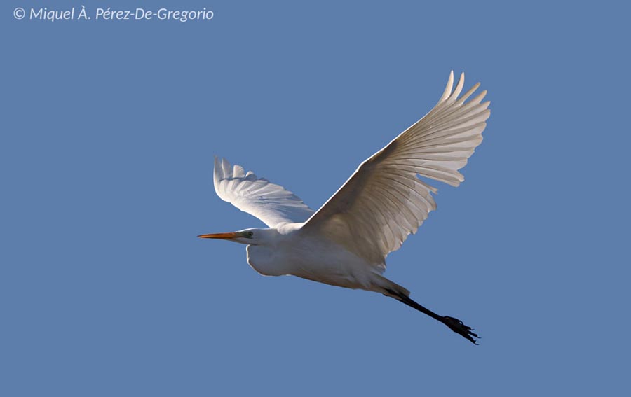 Ardea alba