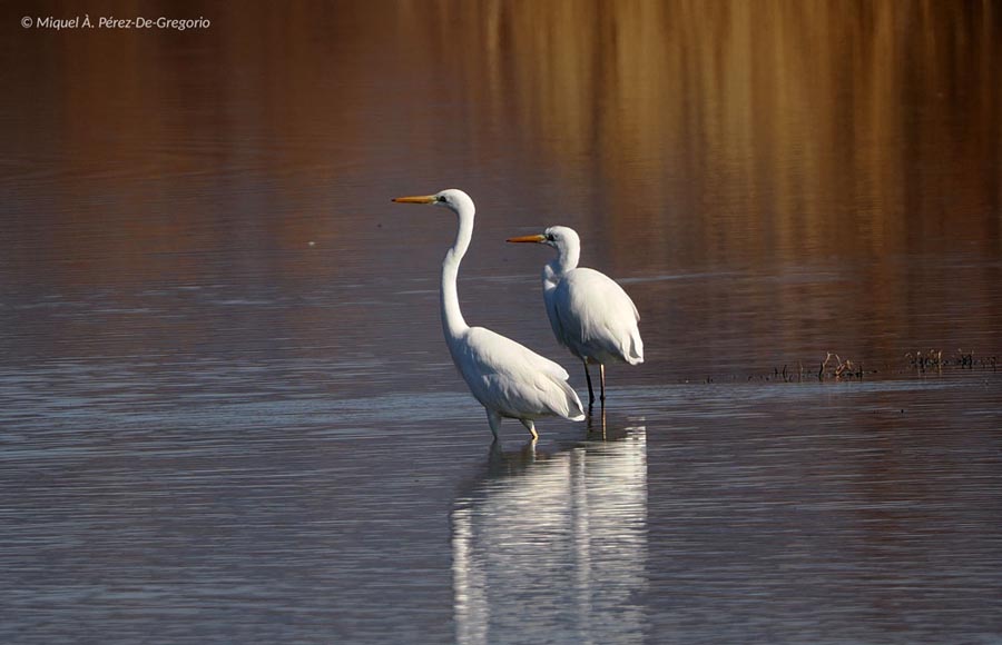 Ardea alba